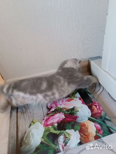 Котята Милашки