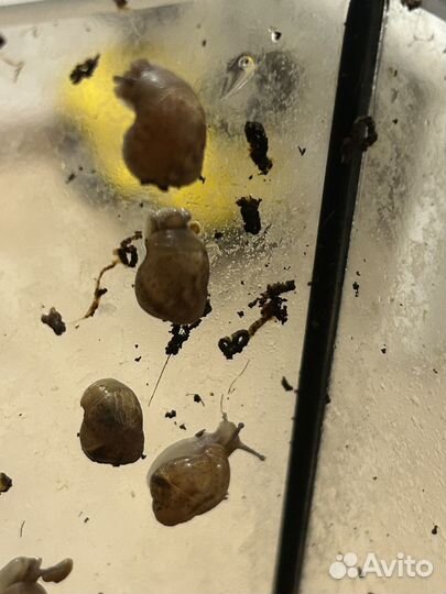 Улитки ахатины