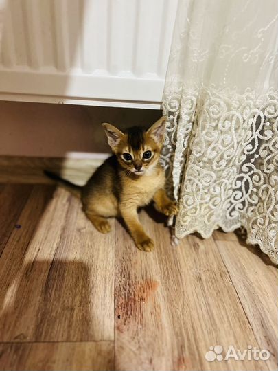 Абисинские девочки