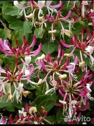 Саженцы лиан и декоративных кустарников