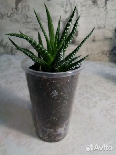 Хавортия полосатая