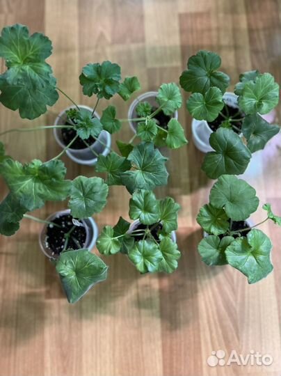 Пеларгонии сортовые