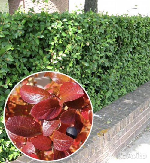 Кизильник блестящий