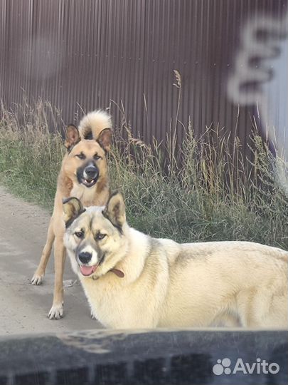 Шикарный пес