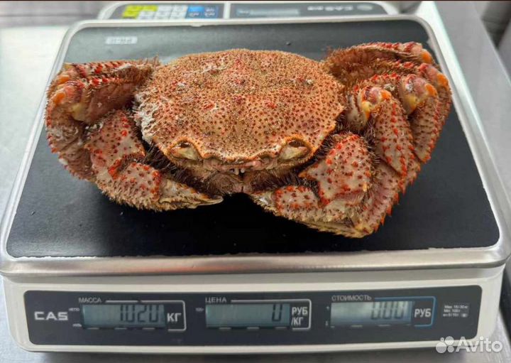 Дальневосточный краб волосатик