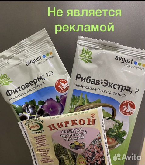 Филодендрон краснеющий