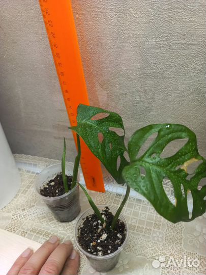 Монстера манки маск