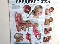 Плакат медицинский учебный