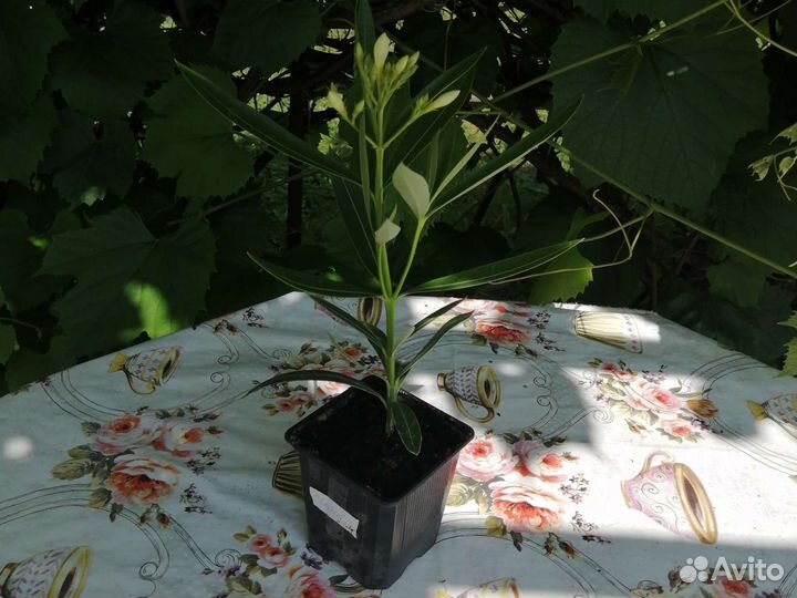 Олеандр белый