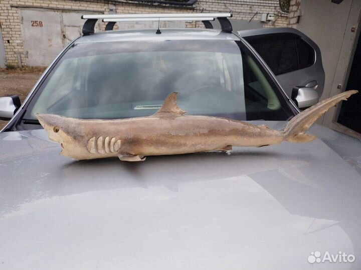 Чучело акулы 80см