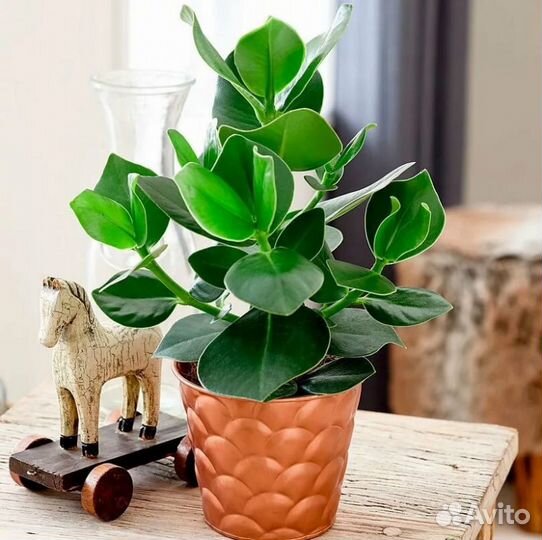 Экзотические растения