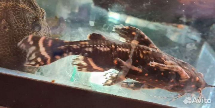 Аквариумные сомы