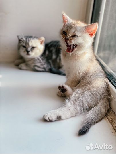 Шотландские котята