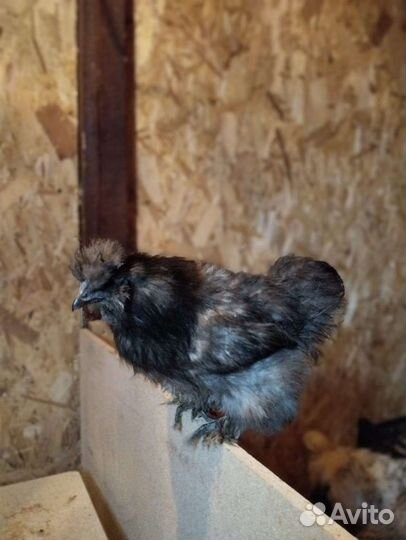 Петушки китайской шелковой