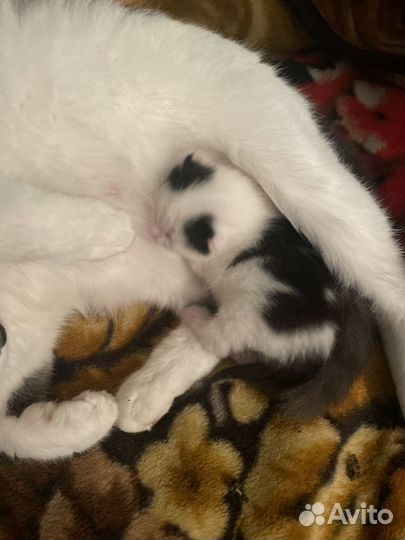 Котенок ищет семью, дом,друга черно-белый пушистик