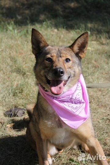 Ласковая Стеша в поисках семьи