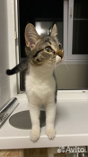 Ласкуша Лина в дар