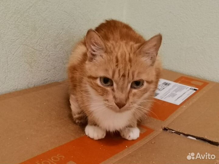 Кошечки ищут вас