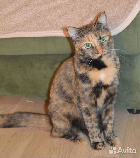 Кошечка Клеопатра