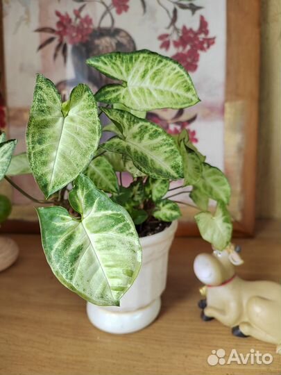 Сингониум белая бабочка