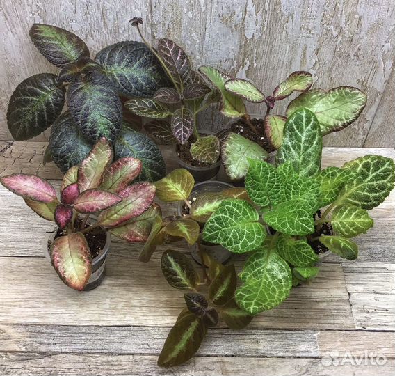 Эписция набор