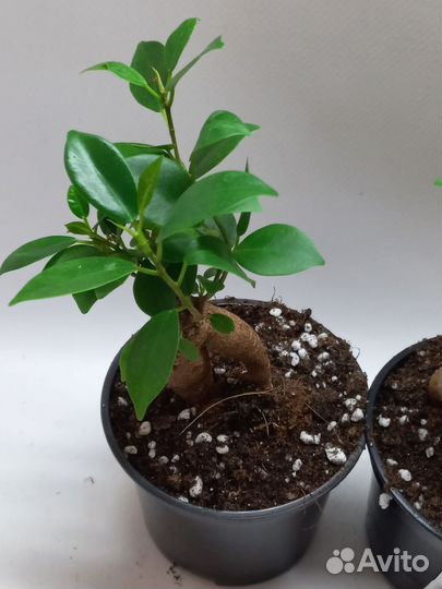 Фикус микрокарпа гинсенг