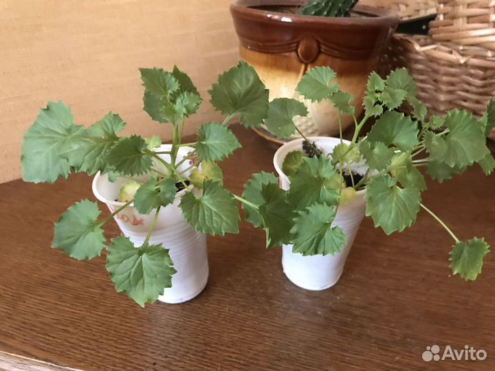 Кампанула (жених и невеста)