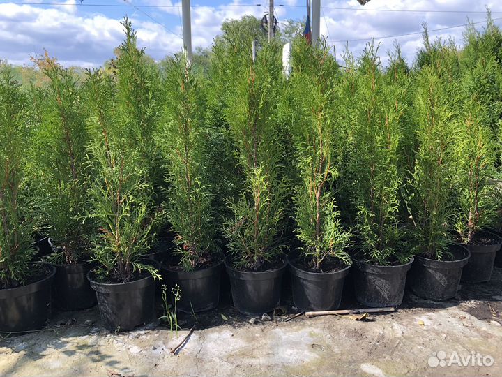 Туя западная Смарагт