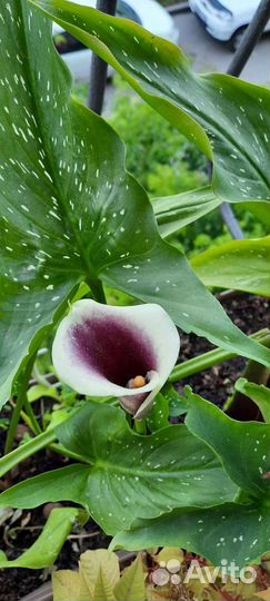 Луковицы каллы