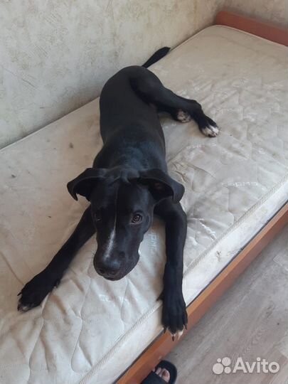 Арчи очень нужен дом