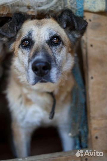 Таша грустит в приюте