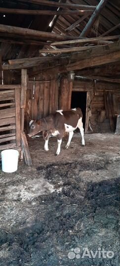 Телка 5 месяцев