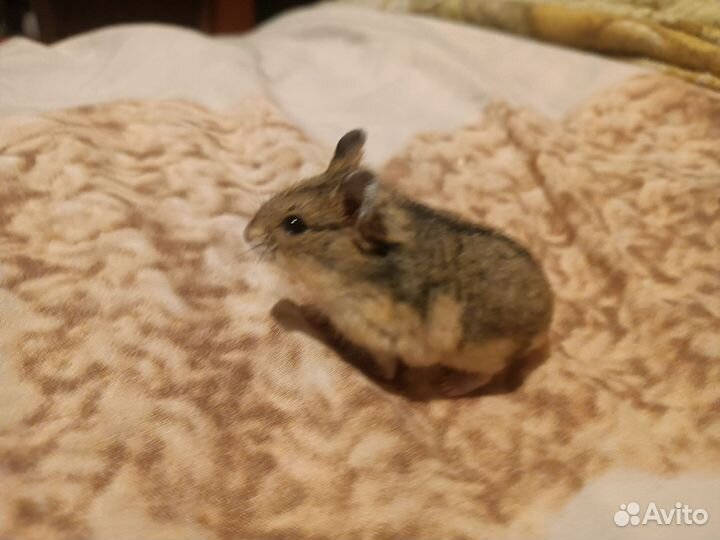 Джунгарский хомяк