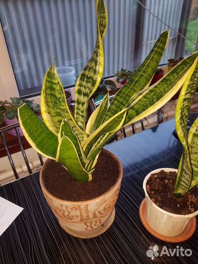 Сансевиерия