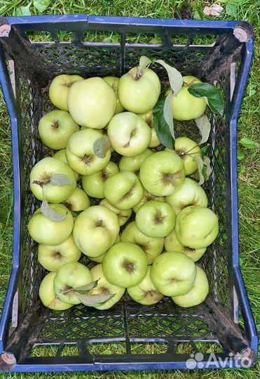 Яблоки садовые