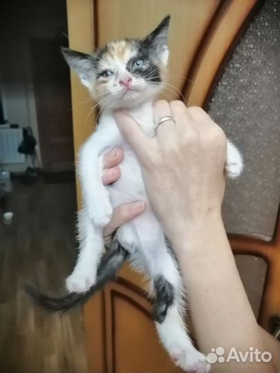 Кошка в дар бесплатно