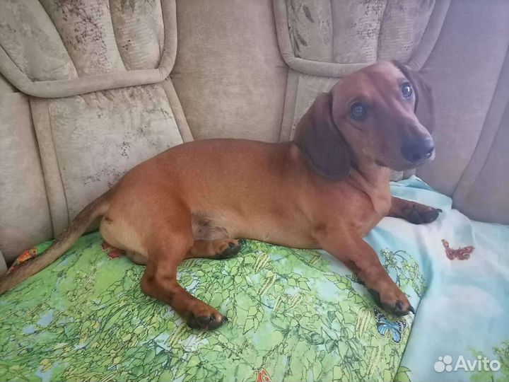 Такса кобель ищет невесту. Здоровый, возраст 1,7