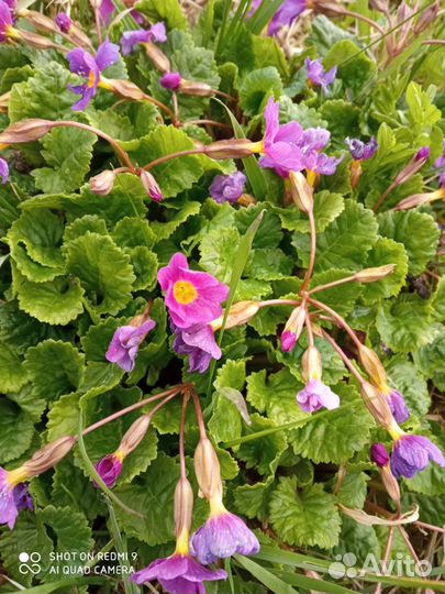 Садовые многолетники