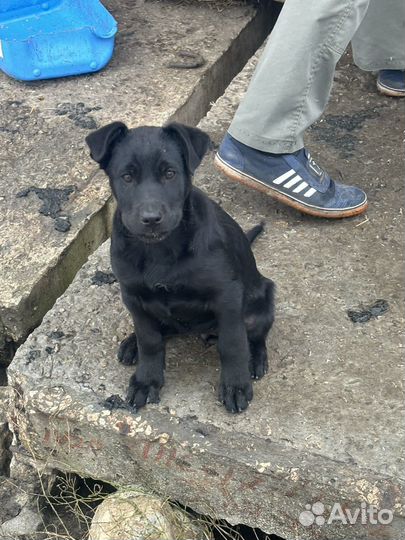 Отдам в добрые руки девченок