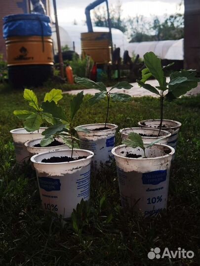 Саженцы дуба