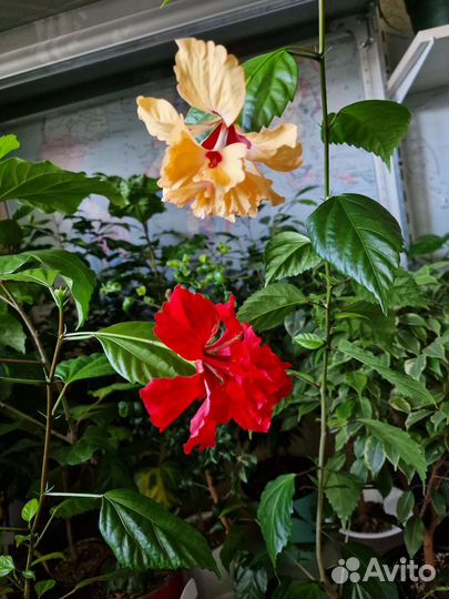 Гибискусы, разные