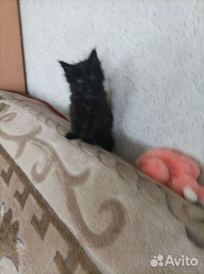 Котятки- кунятки