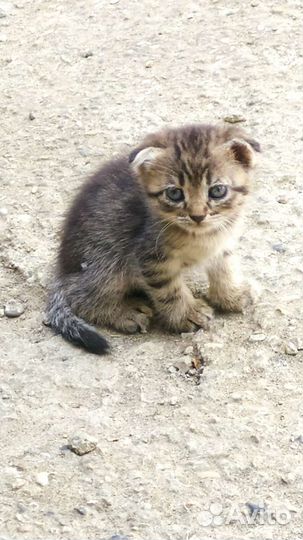 Кошки вислоухие
