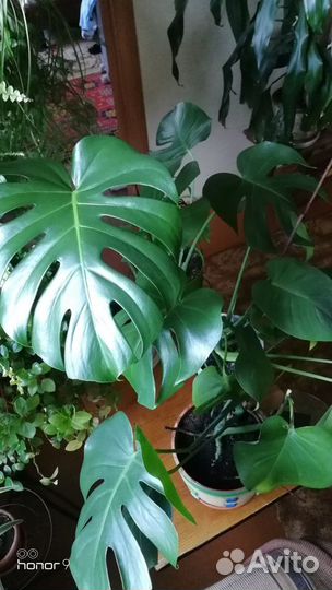 Комнатные растения цветы большие