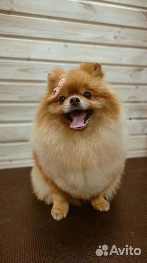 Стрижка собак и кошек