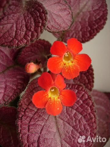 Цветы эписция