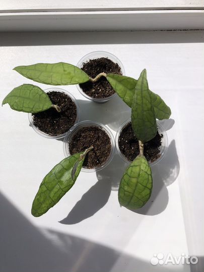 Хойя финлайсони / Hoya finlaysonii