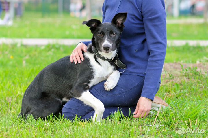 Собака в добрые руки