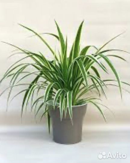 Хлорофитум