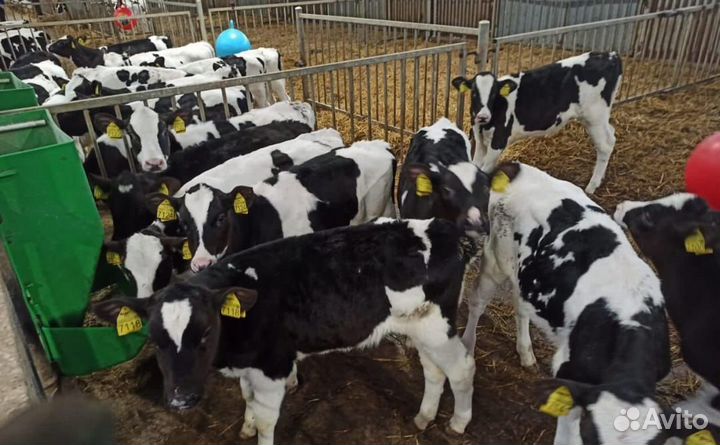 Бычки и телята